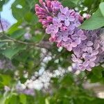 Syringa persica Flower