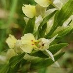 Dactylorhiza insularis Flower