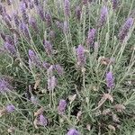 Lavandula dentata 整株植物