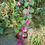 Symphoricarpos orbiculatus Frukto