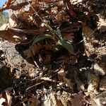 Epipactis kleinii Hoja