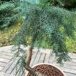 Araucaria cunninghamii Folha