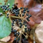 Allium tricoccum Fruit