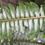 Nephrolepis cordifoliaFeuille