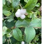 Symphoricarpos albus Feuille