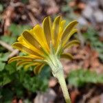Hyoseris radiata Kvet