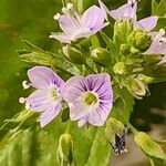 Veronica anagallis-aquaticaFlor