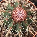 Melocactus matanzanus 葉