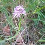 Neotinea tridentata Flower