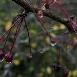 Malus toringo Fruitua