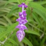Salvia leucantha Flower