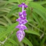 Salvia leucantha फूल