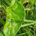 Pentarrhinum insipidum Blatt