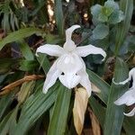 Coelogyne cristata 花