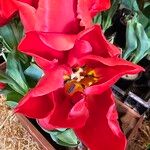 Tulipa gesneriana Fiore