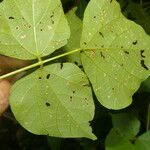 Rhynchosia erythrinoides Φύλλο