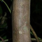 Syzygium jambos Bark