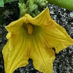 Cucurbita pepo Flower