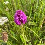 Anacamptis pyramidalisFleur