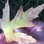 Acer saccharinum Fulla