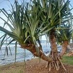 Pandanus utilis पत्ता