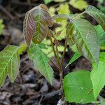 Toxicodendron rydbergii Leaf