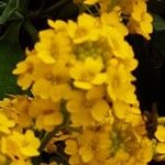 Aurinia saxatilis Flor