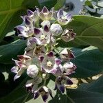 Calotropis procera 叶