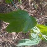 Passiflora subpeltata Hoja