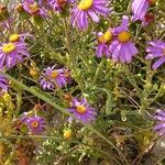 Senecio elegans عادت داشتن