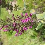 Lepechinia hastata Flor