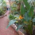 Strelitzia reginae 整株植物