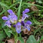 Prunella hastifolia Blüte