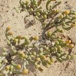 Tetraena fontanesii Hostoa