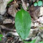 Ophioglossum vulgatum Leaf