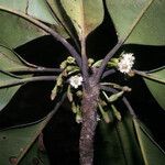 Manilkara bidentata Flor