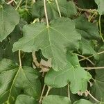 Uncarina peltata Leaf