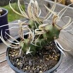 Tephrocactus articulatus 葉