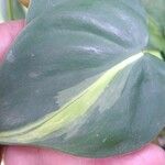 Philodendron cordatum Yaprak