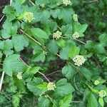 Physocarpus capitatus Flower