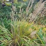 Calamagrostis arundinacea 形态