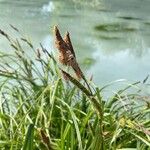 Carex acutiformis Žiedas