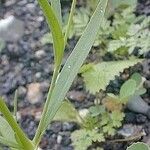 Silene antirrhina Leaf