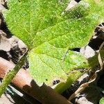 Ranunculus muricatus Feuille