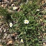 Melampodium leucanthum Flor