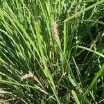 Lomandra longifolia Hoja