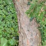Pinus banksiana Corteza