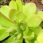 Pinguicula spp. Fruct