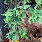 Calendula stellataFlower