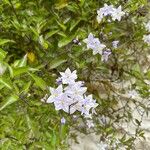 Solanum bonariense Flower